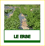 Le nostre erbe